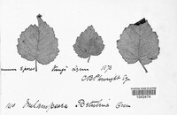 Melampsora betulina image